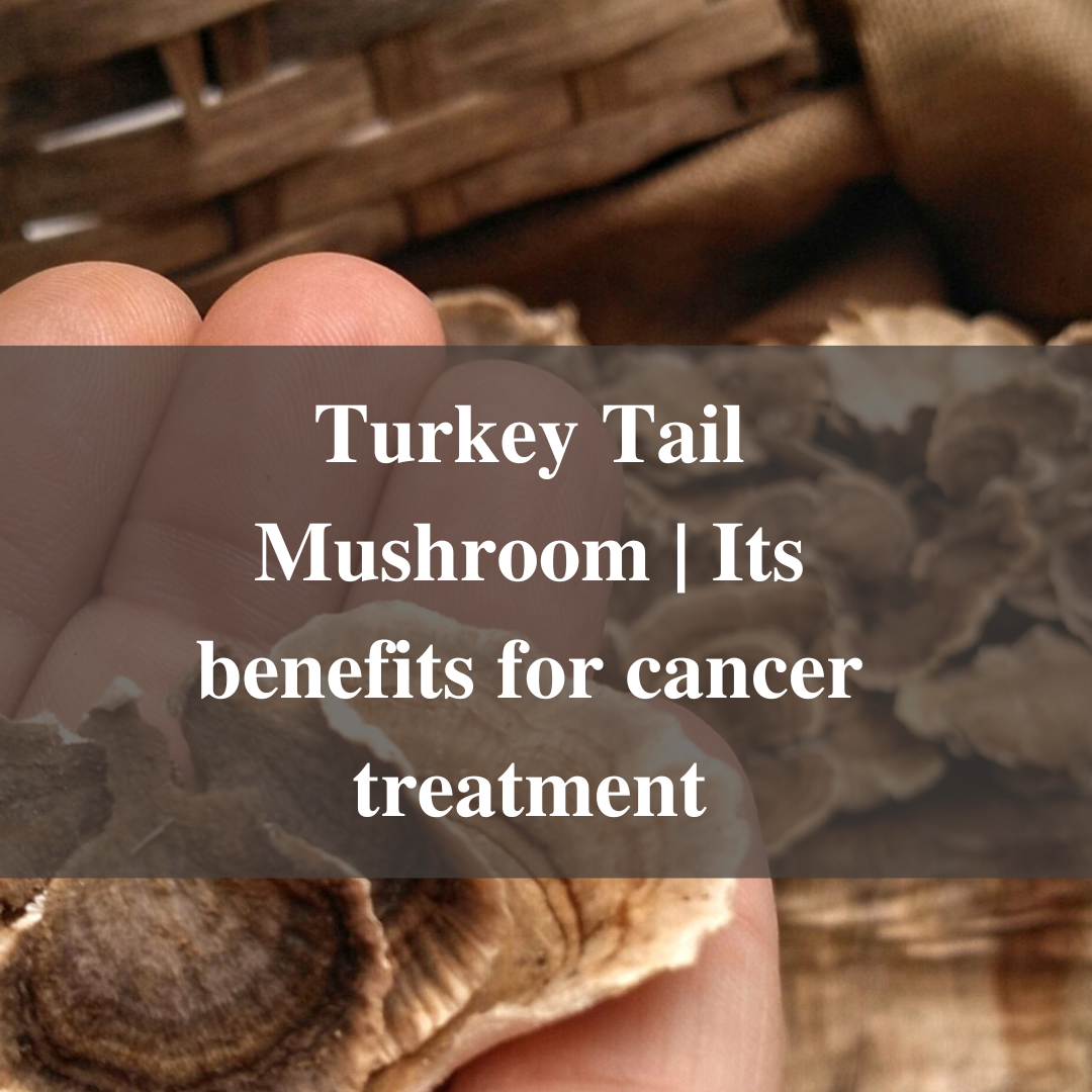 Turkey Tail Mushroom | Its benefits for cancer treatment